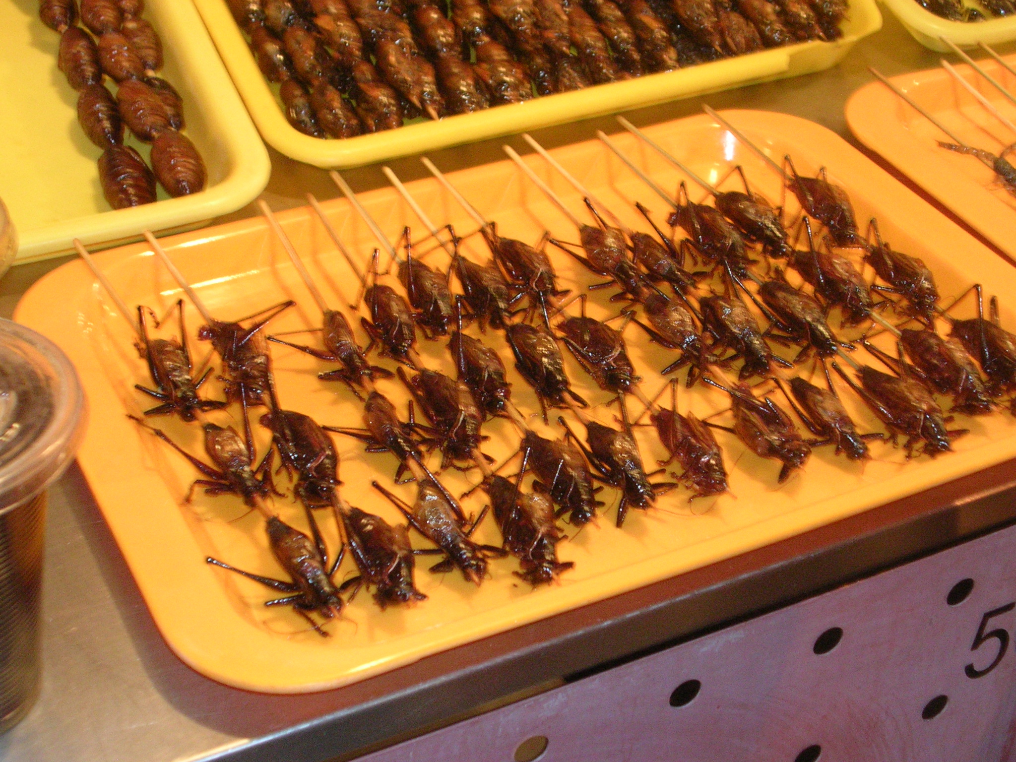 DSCN7247.JPG